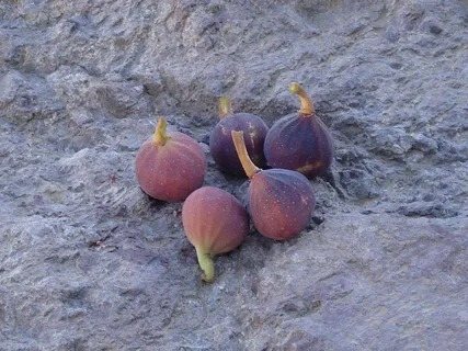 تصویر 1 از انجیر کوهی وحشی با ماندگاری مناسب و ظاهر زیبا